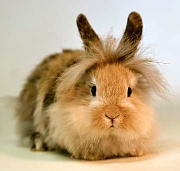 Photo of Chestnut