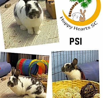 Photo of Psi (aka Simon)