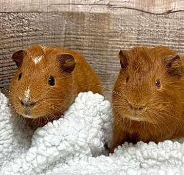 Photo of Jam & Jelly