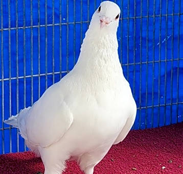 Photo of Jaskier