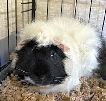 Photo of Hook