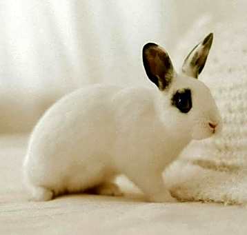 Photo of Jett