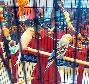 Photo of Dawson / Budgie Schuyler
