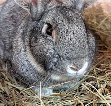 Photo of Thumper