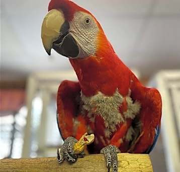 Photo of Mango