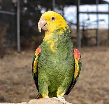 Photo of Cesar