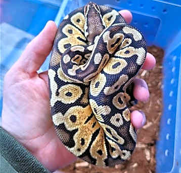 Photo of Scarlett