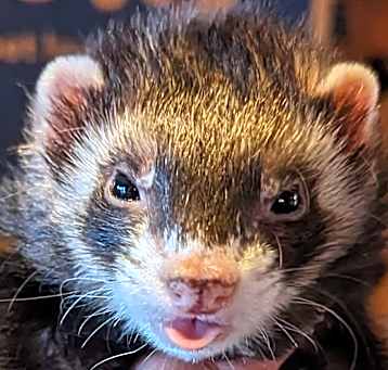 Photo of Pumpkin