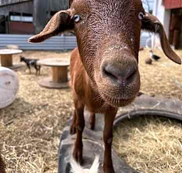 Photo of Gruff
