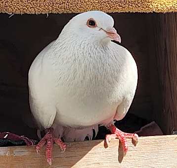 Photo of Dazzle