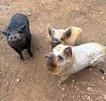 Photo of Fergus, Fiona & Winston