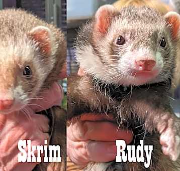 Photo of Rudy, Skrim
