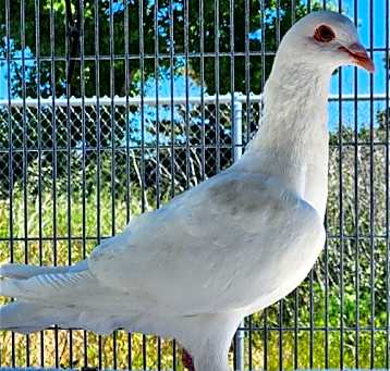 Photo of Sugar