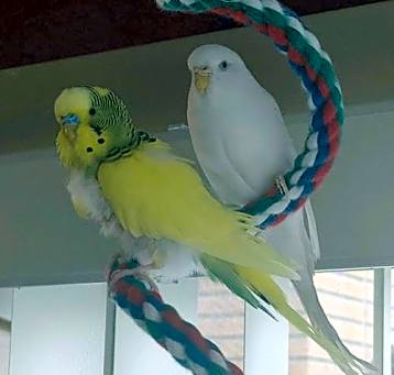 Photo of Spring and Snowball