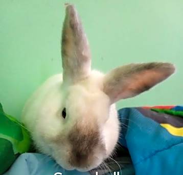 Photo of Bugsy