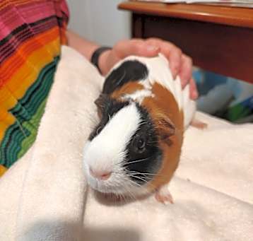 Photo of Rube