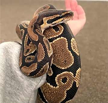 Photo of Lilly