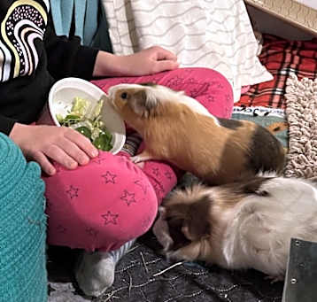 Photo of Bingo & Flo BONDED PAIR