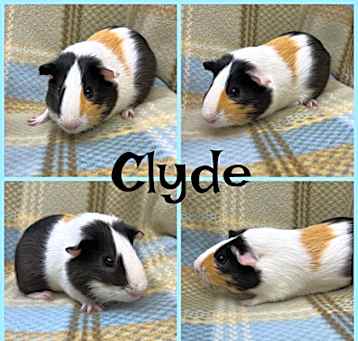 Photo of Clyde