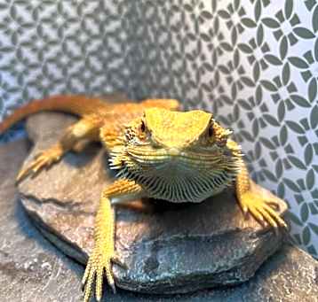Photo of Sunny