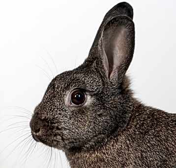 Photo of Amaretto
