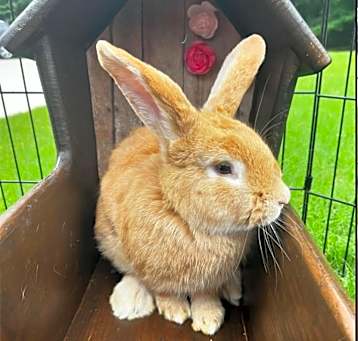 Photo of Elvis