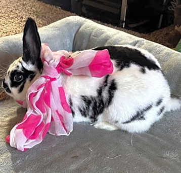 Photo of Valentine