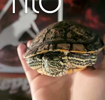 Photo of Tito