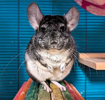 Photo of Prada