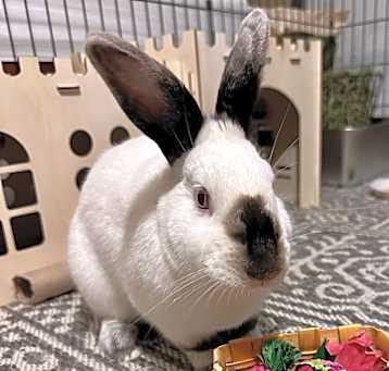 Photo of Flame