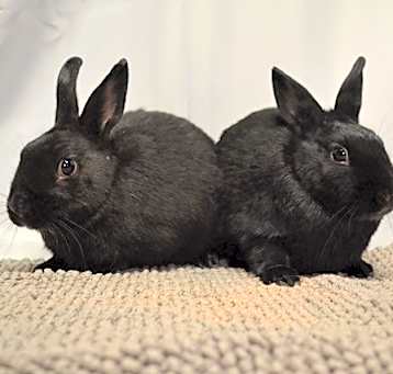 Photo of Clover