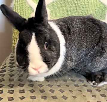 Photo of Pepper