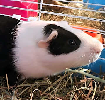 Photo of Snoopie