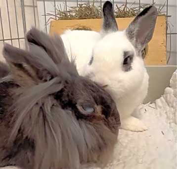 Photo of Bo Belle / Newman