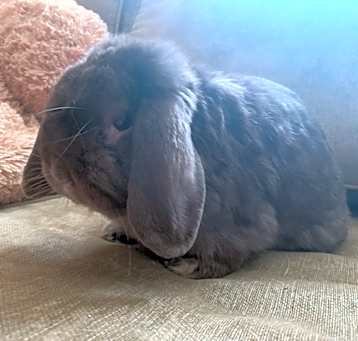 Photo of Oscar