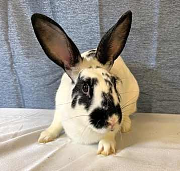 Photo of Lola