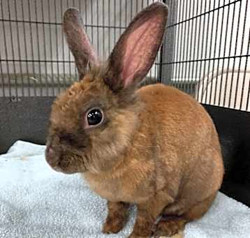 Photo of Reeses