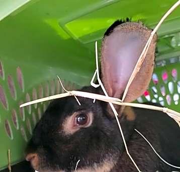 Photo of Ted Bunny