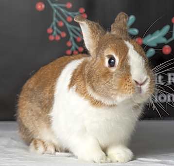 Photo of Boo