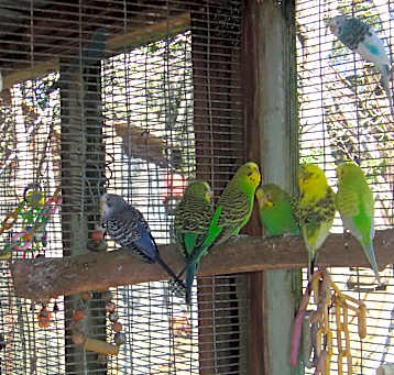 Photo of Many Birds for adoption