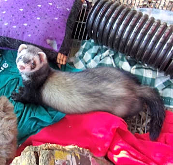 Photo of Ferrets