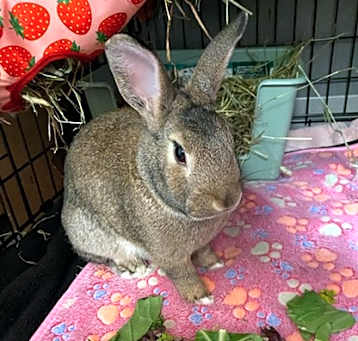 Photo of Munchkin
