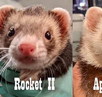 Photo of Rocket II & Appa
