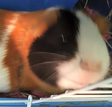 Photo of Bonsaii
