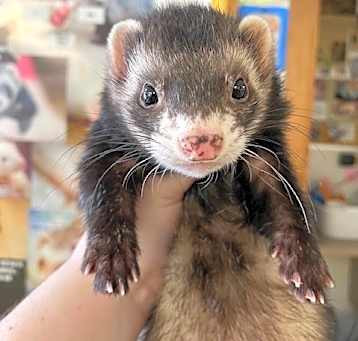 Photo of Skeeter