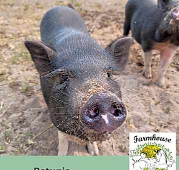 Photo of Petunia