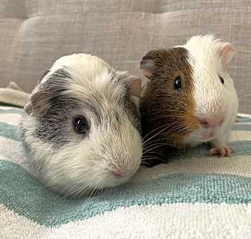 Photo of Target & Bullseye