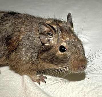 Photo of Tyro
