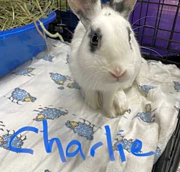 Photo of Charlie