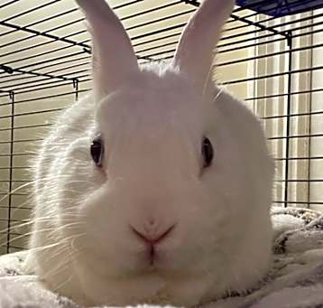 Photo of Snowie